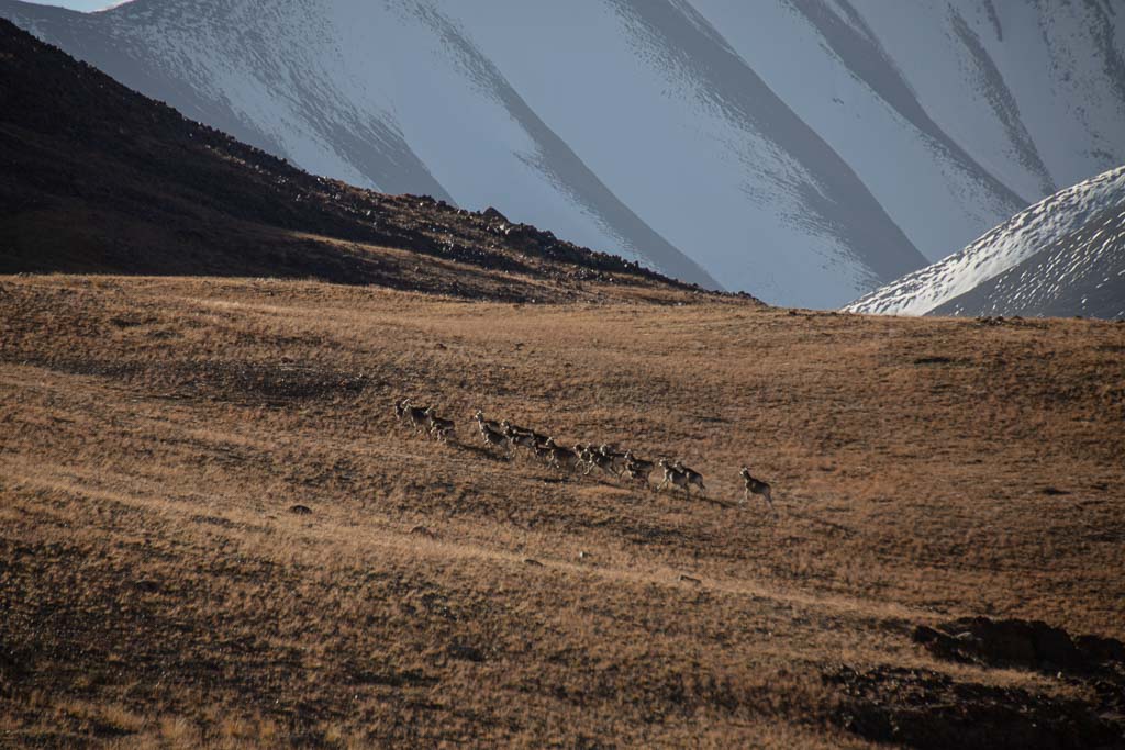 Marco Polo Sheep, Jarty Gumbez, Tajikistan